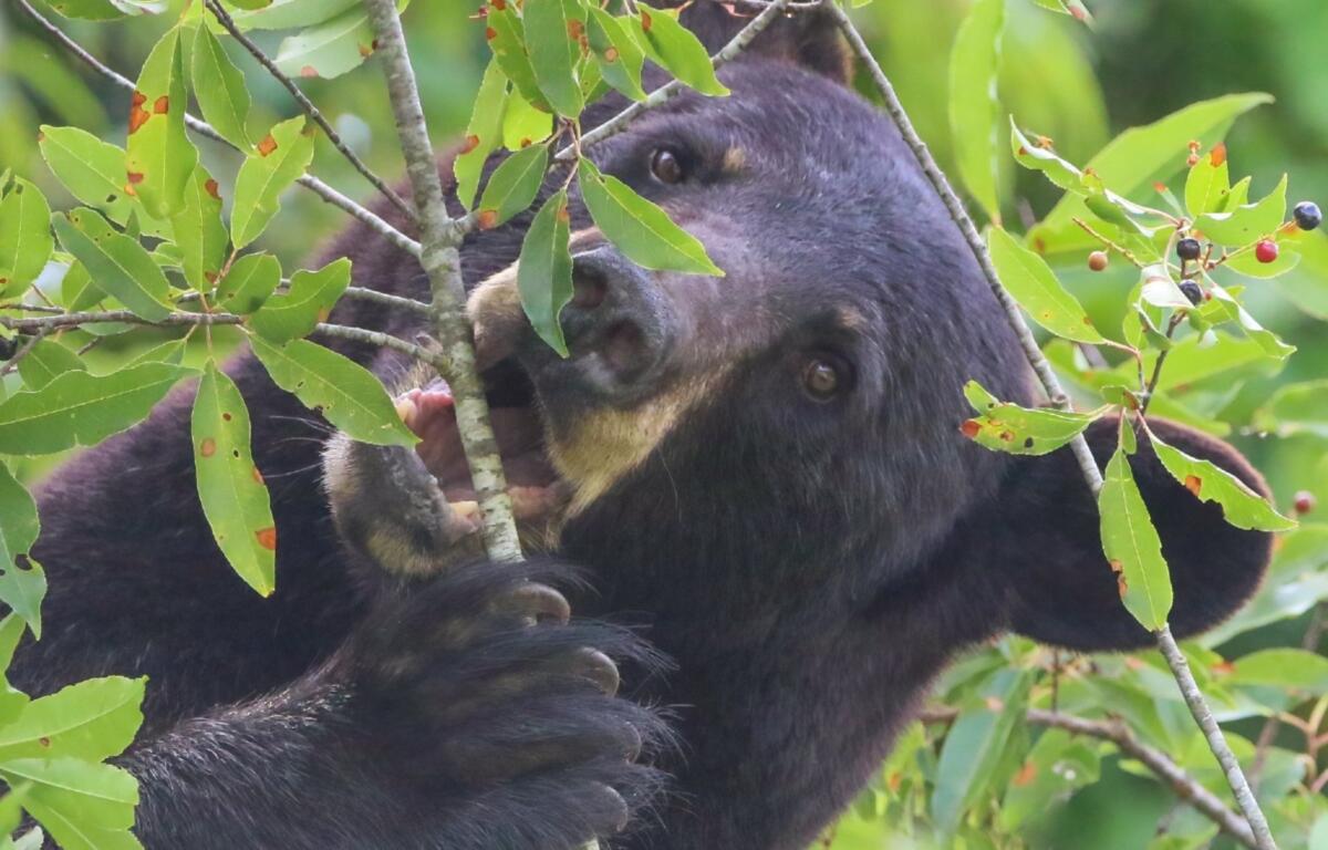 N.C. Wildlife Resources Commission