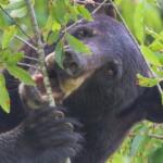 N.C. Wildlife Resources Commission