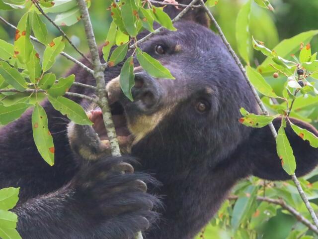 N.C. Wildlife Resources Commission