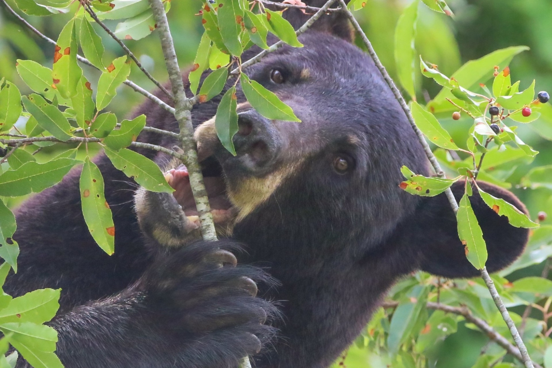 N.C. Wildlife Resources Commission