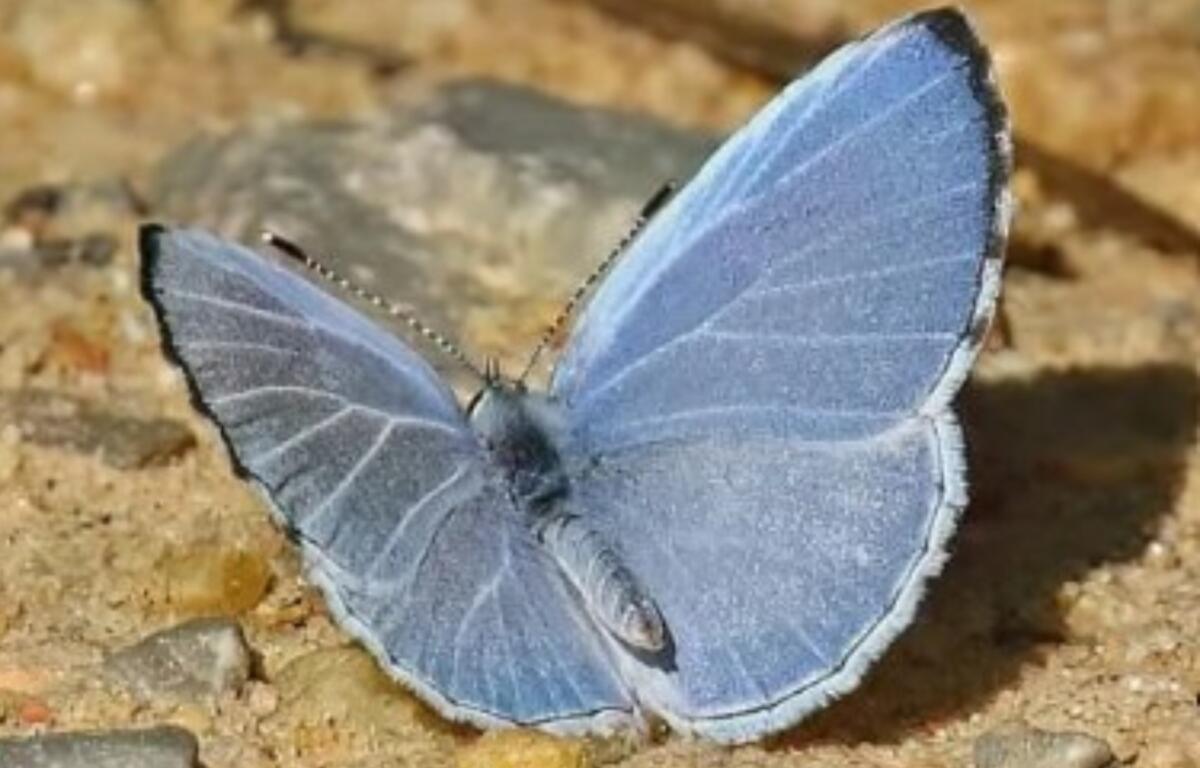 Summer Azure