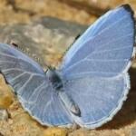 Summer Azure