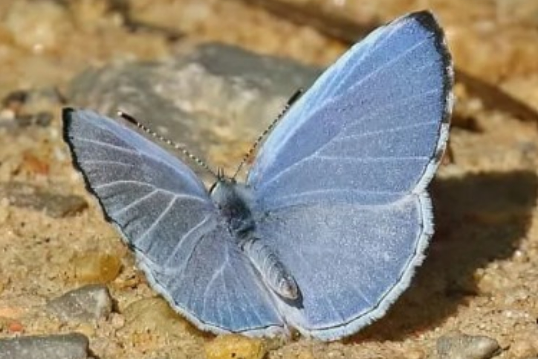 Summer Azure