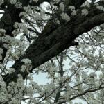 Bradford pear