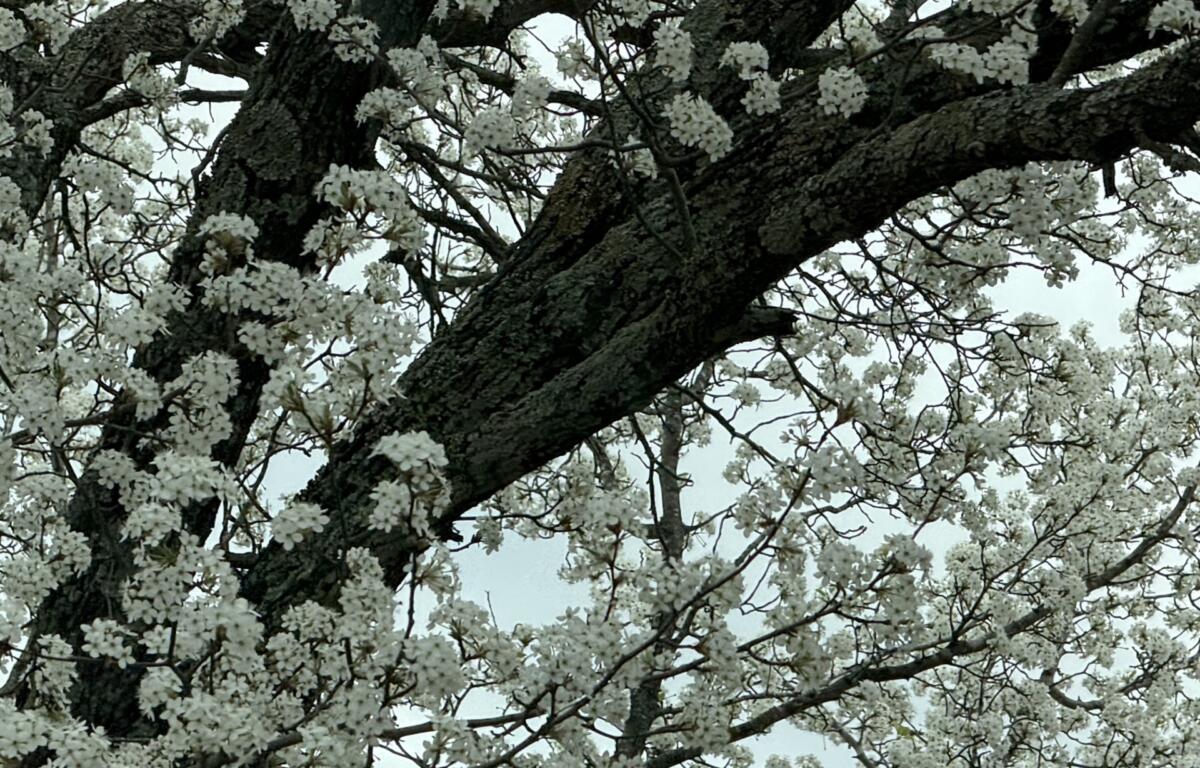 Bradford pear