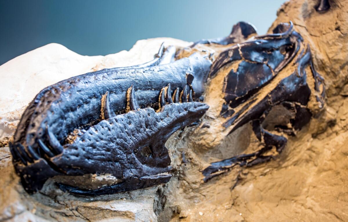 This image provided by the North Carolina Museum of Natural Sciences shows the skull of a tyrannosaur that may be a new species. (North Carolina Museum of Natural Sciences via AP)