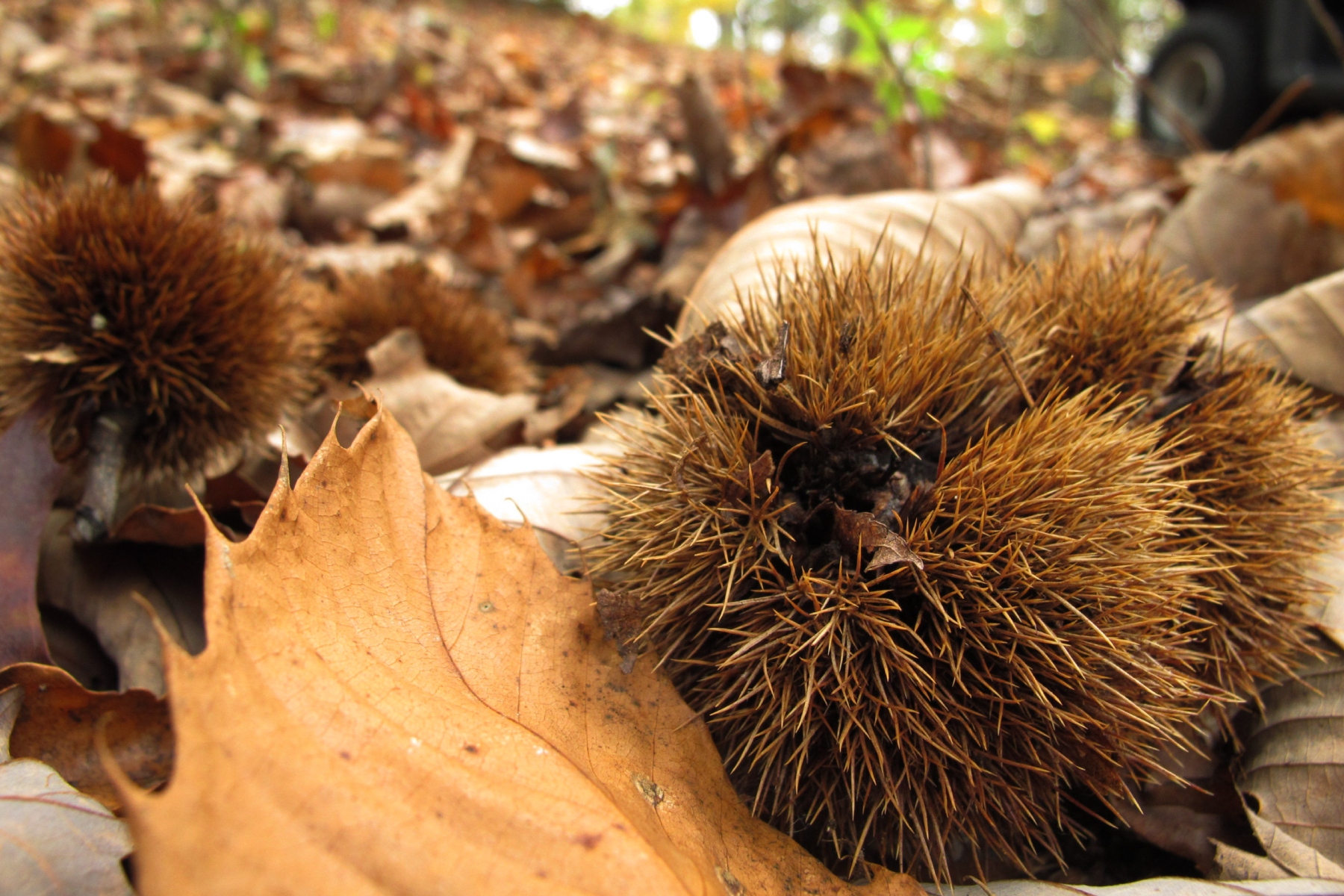 In this Wednesday, Oct. 10, 2012 photo, burs from an American chestnut tree litter the ground on Traylor Renfro's hillside retreat in Grassy Creek, N.C. Thoreau wrote lovingly of going "a-chestnutting" in the New England woods. In an 1857 journal entry contemplating the chestnut's spiny bur, he rhapsodized on the wonderful care with which nature "has secluded and defended these nuts, as if they were her most precious fruits, while diamonds are left to take care of themselves." (AP Photo/Allen Breed)