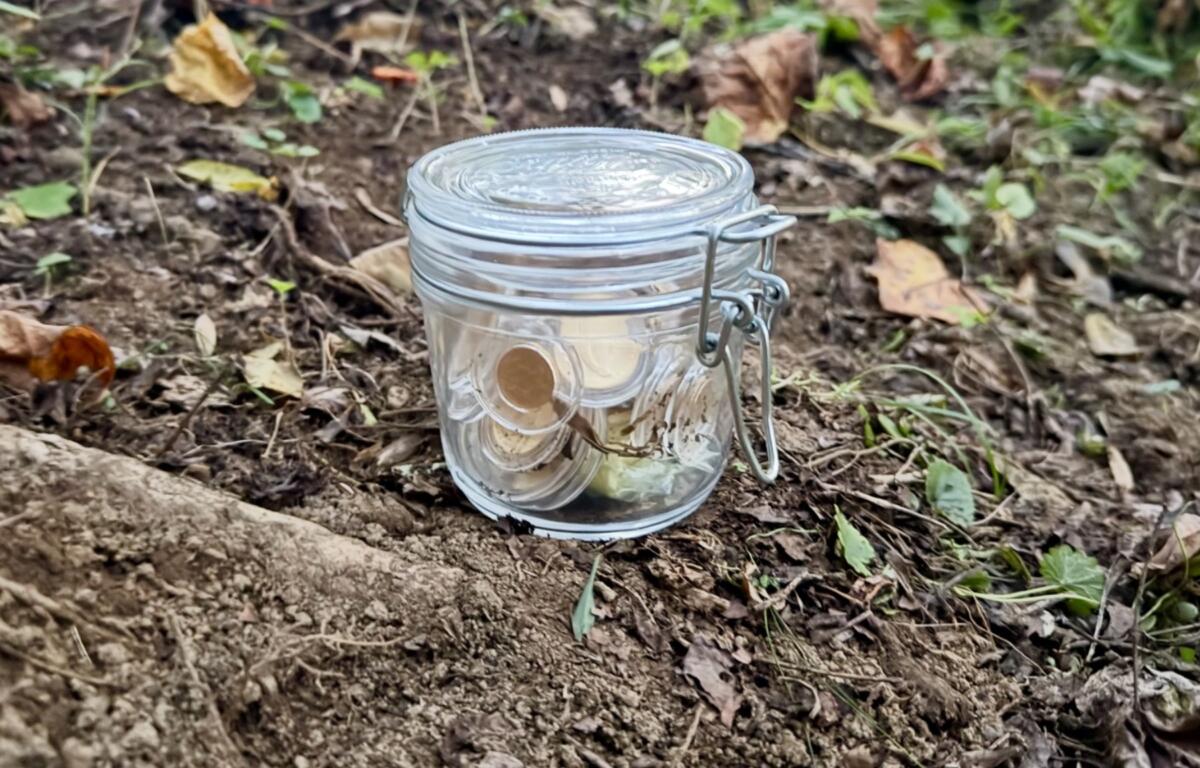 Adam Howell, a coin maker and founder of Countdown Treasure, says a glass jar containing $26,250 worth of American Gold Eagle coins is hidden somewhere in the Blue Ridge — and it’s “in plain sight.”