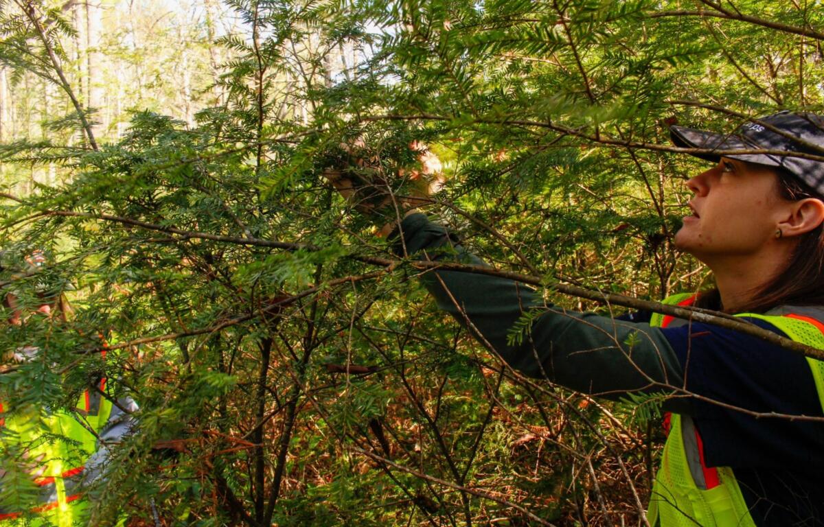 AmeriCorps Team Member releasing biocontrol beetles on a young hemlock tree