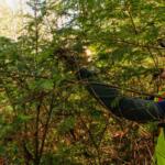 AmeriCorps Team Member releasing biocontrol beetles on a young hemlock tree