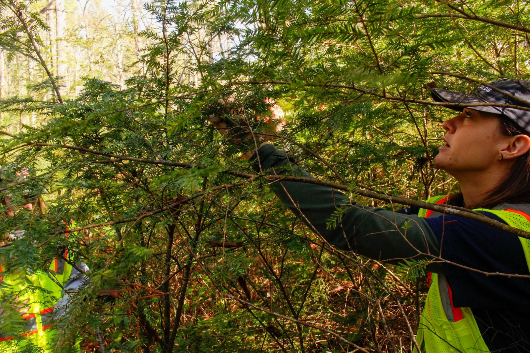 AmeriCorps Team Member releasing biocontrol beetles on a young hemlock tree