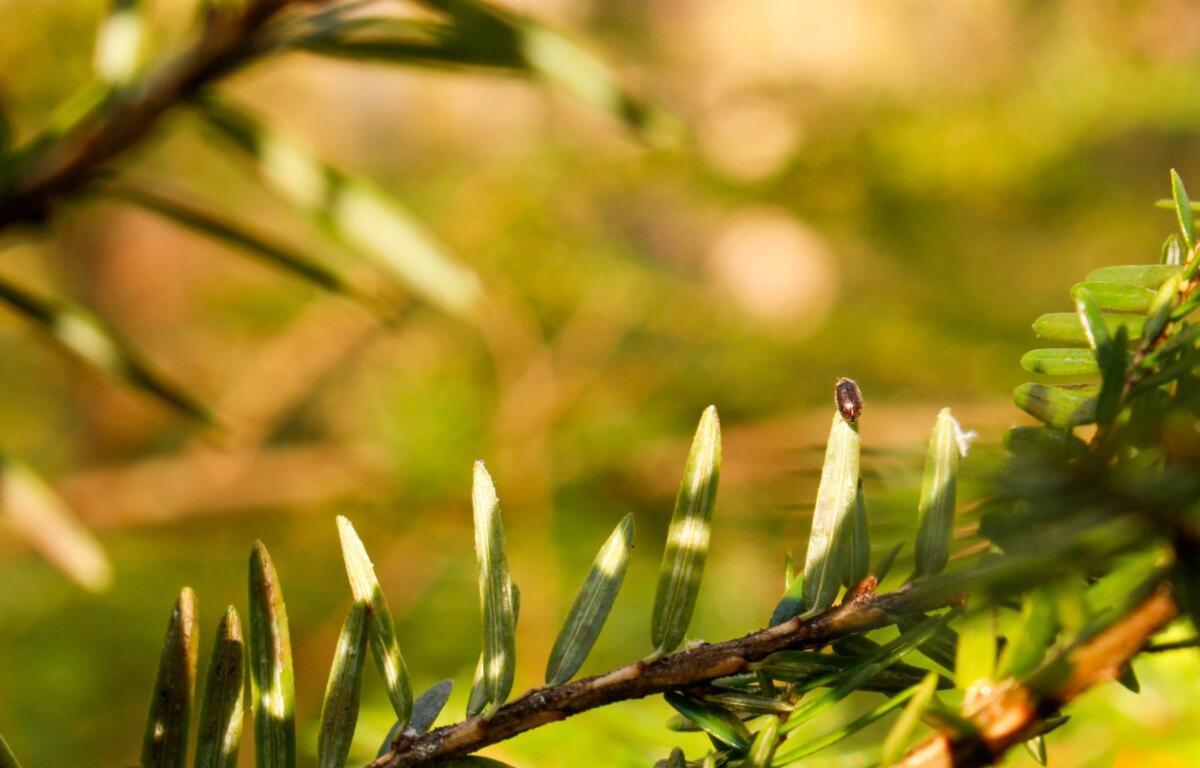 Biocontrol beetle standing on a hemlock needle. (Photo credit: Great Smoky Mountains National Park)