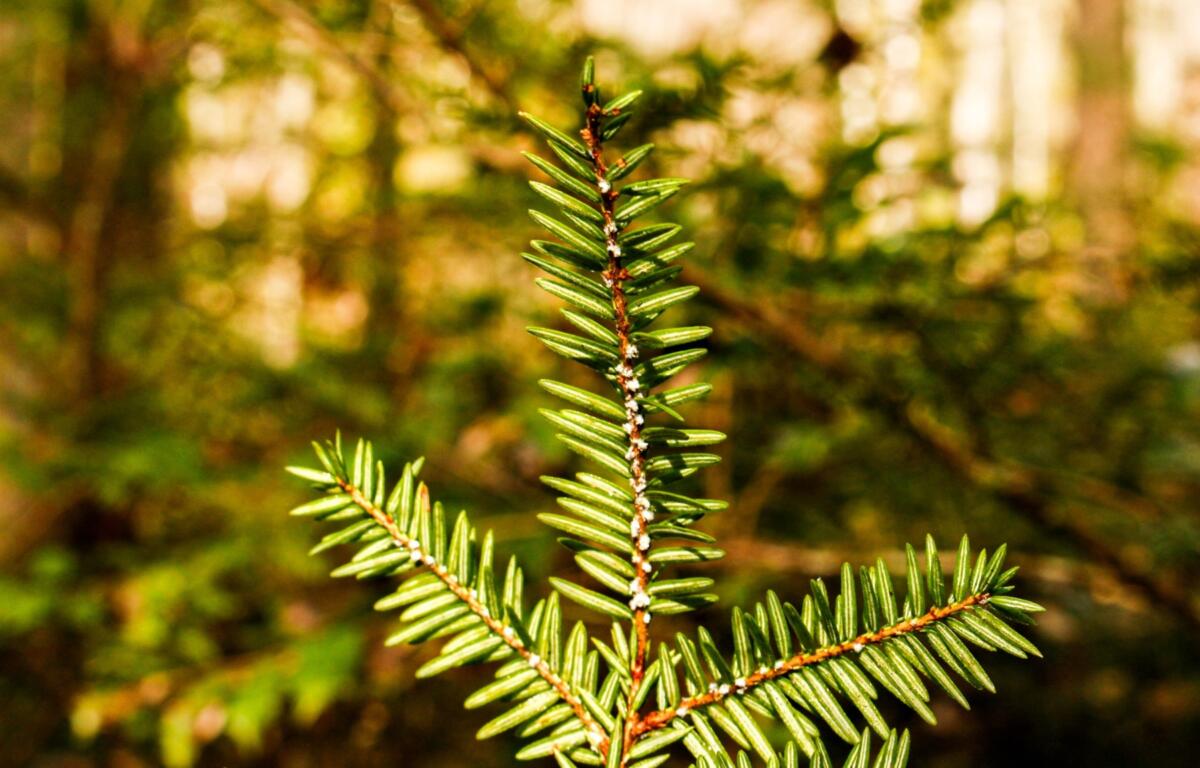 An eastern hemlock branch covered with hemlock woolly adelgid. (Photo credit: Great Smoky Mountains National Park)