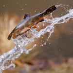 The N.C. Wildlife Resources Commission’s Public Mountain Trout Water Program stocks around 1 million trout annually.