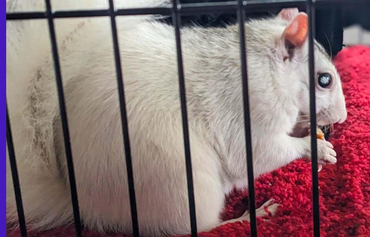 Pisgah Piper, Brevard’s resident prognosticating white squirrel, predicted a late winter during the town’s 12th annual White Squirrel Day, held virtually this year because of snowy conditions.