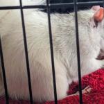 Pisgah Piper, Brevard’s resident prognosticating white squirrel, predicted a late winter during the town’s 12th annual White Squirrel Day, held virtually this year because of snowy conditions.