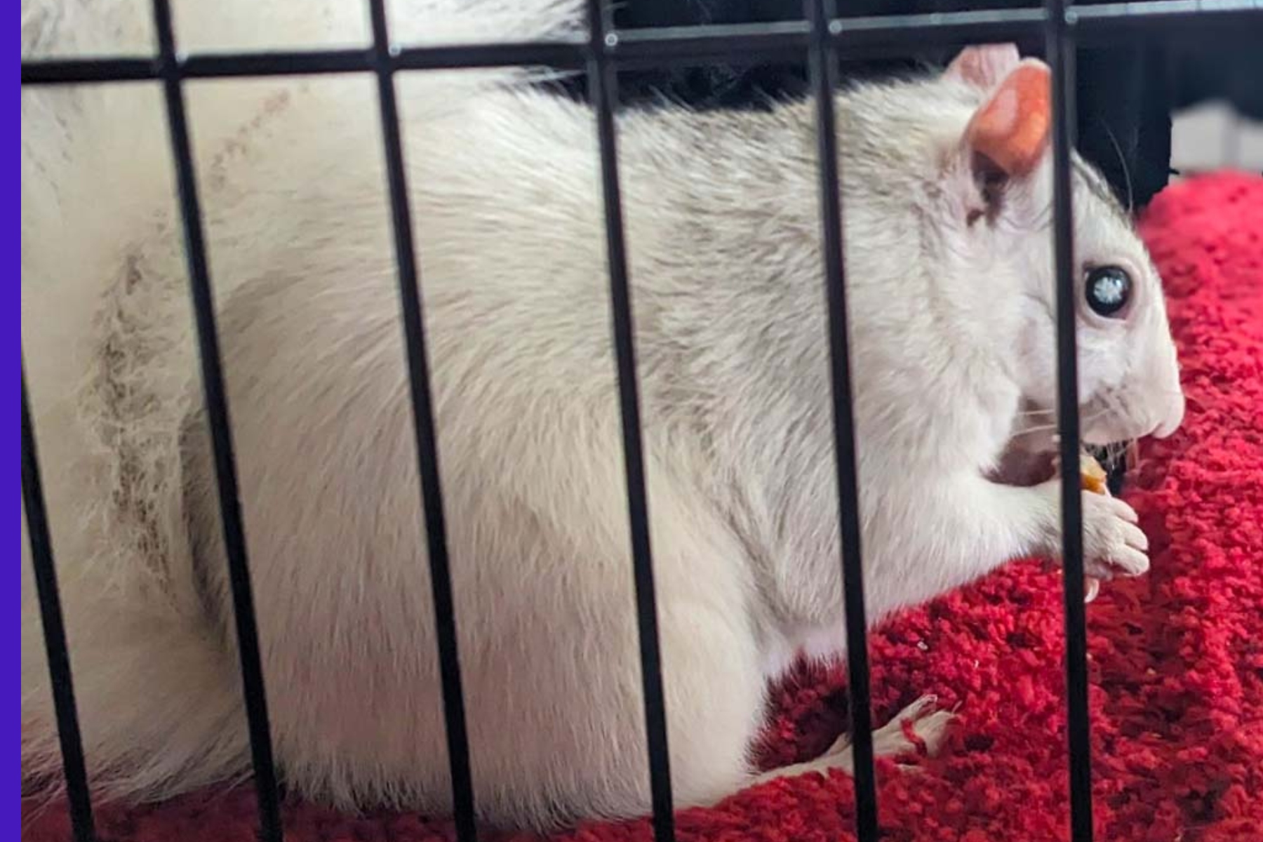 Pisgah Piper, Brevard’s resident prognosticating white squirrel, predicted a late winter during the town’s 12th annual White Squirrel Day, held virtually this year because of snowy conditions.