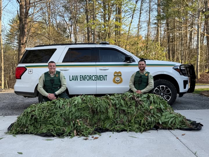 Nantahala National Forest law enforcement officers pose next to 425 pounds of illegally collected ramps. Photo credit: USDA Forest Service/Tori Stackhouse