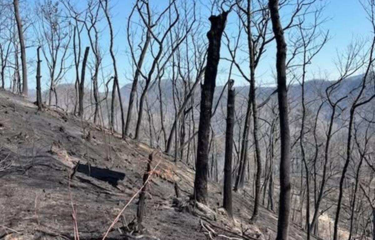 Pine Mountain Ridge after being burned in the Jumping Branch Fire. (Photo credit: USDA Forest Service/Greg Philipp)