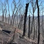 Pine Mountain Ridge after being burned in the Jumping Branch Fire. (Photo credit: USDA Forest Service/Greg Philipp)