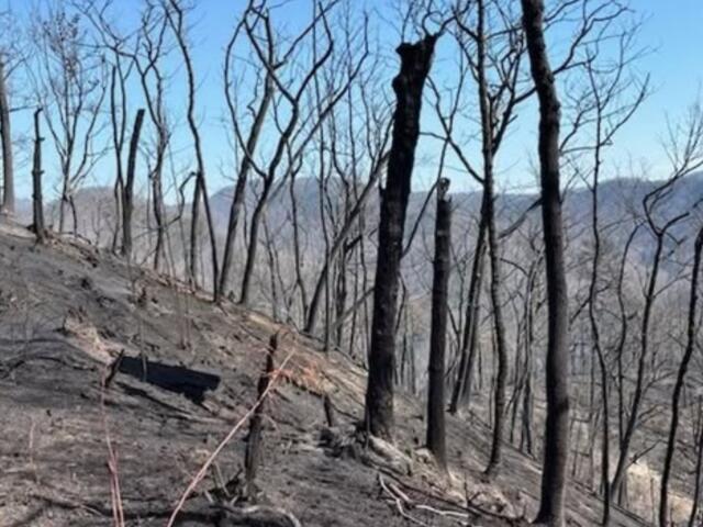 Pine Mountain Ridge after being burned in the Jumping Branch Fire. (Photo credit: USDA Forest Service/Greg Philipp)