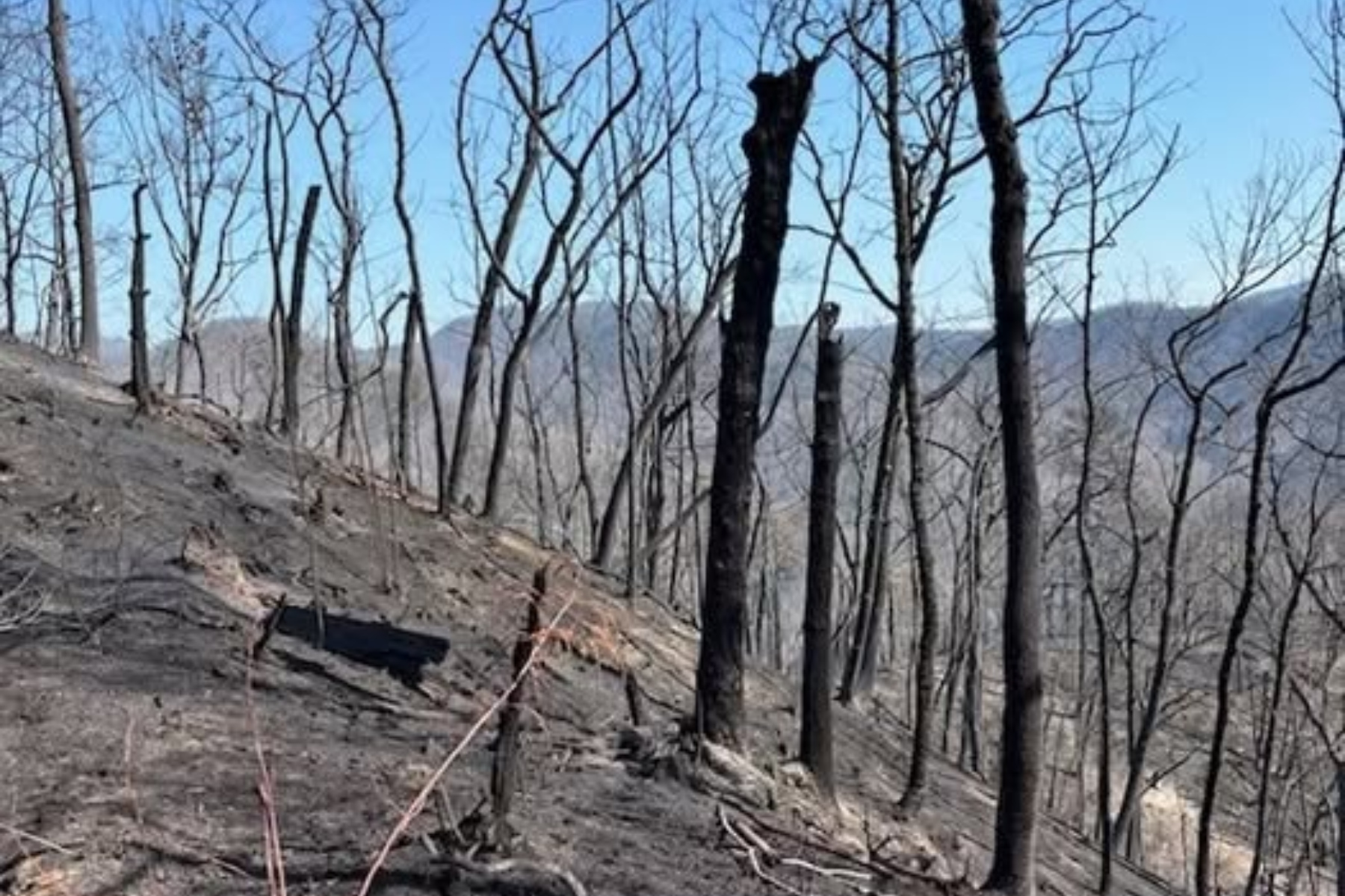 Pine Mountain Ridge after being burned in the Jumping Branch Fire. (Photo credit: USDA Forest Service/Greg Philipp)