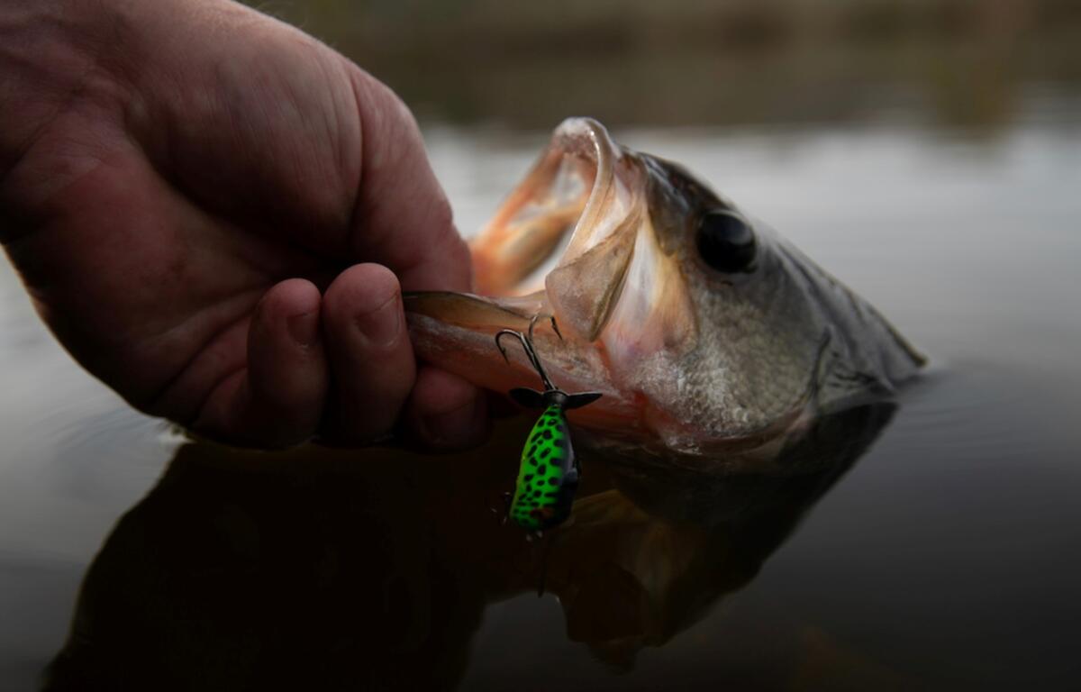 Black bass fishing generates billions of dollars in economic activity across North Carolina, far outpacing other inland species, according to a 2025 report from the North Carolina Wildlife Resources Commission.