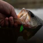 Black bass fishing generates billions of dollars in economic activity across North Carolina, far outpacing other inland species, according to a 2025 report from the North Carolina Wildlife Resources Commission.