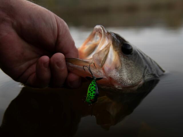 Black bass fishing generates billions of dollars in economic activity across North Carolina, far outpacing other inland species, according to a 2025 report from the North Carolina Wildlife Resources Commission.