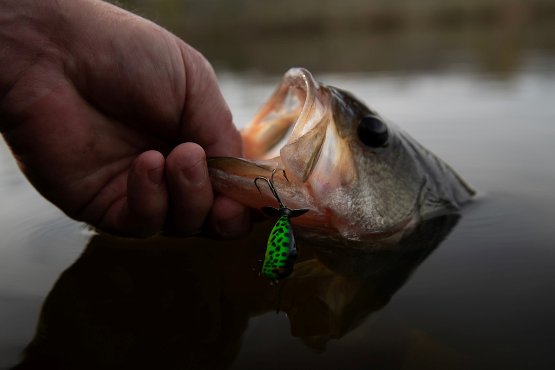Black bass fishing generates billions of dollars in economic activity across North Carolina, far outpacing other inland species, according to a 2025 report from the North Carolina Wildlife Resources Commission.