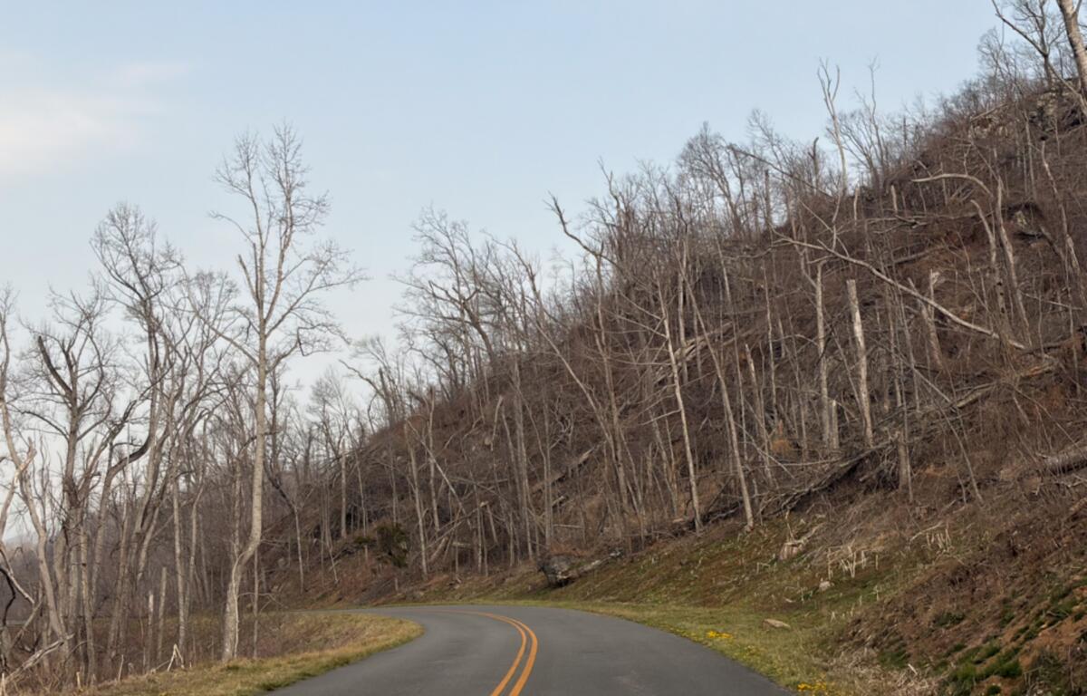 Photo of roadside storm debris near Craven Gap, milepost 377.4.