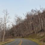 Photo of roadside storm debris near Craven Gap, milepost 377.4.
