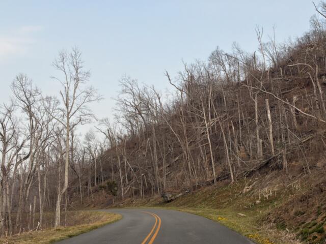 Photo of roadside storm debris near Craven Gap, milepost 377.4.
