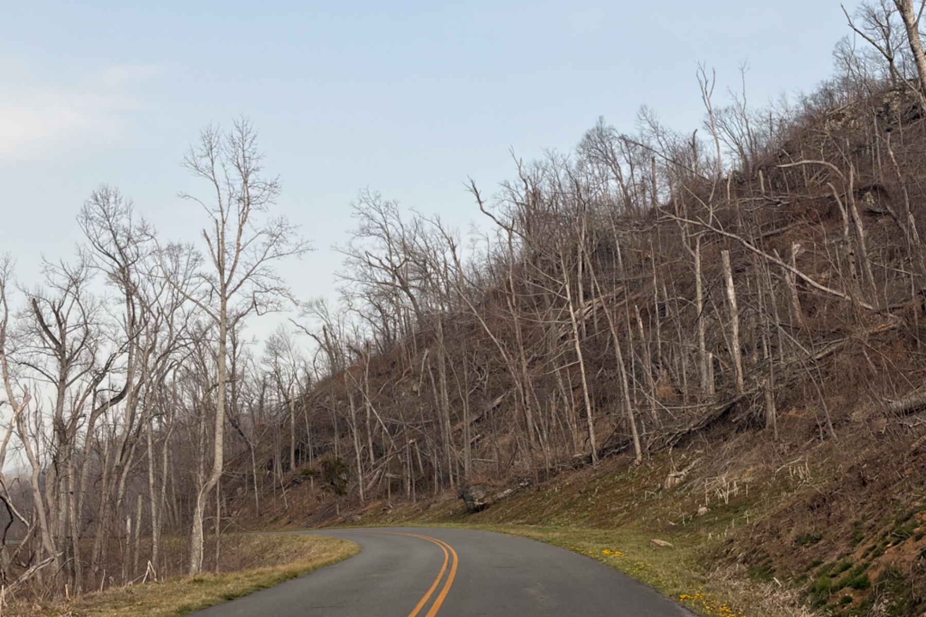 Photo of roadside storm debris near Craven Gap, milepost 377.4.