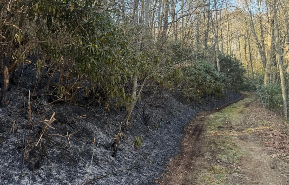 Burned ground alongside road on the Cole Gap Fire (Photo credit: U.S. Forest Service/Allyson Pokrzywinski)
