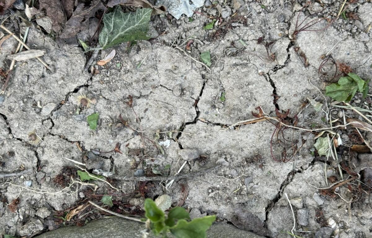 Dry, cracked soil with small weeds and scattered leaves along a rough, rocky surface.