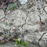 Dry, cracked soil with small weeds and scattered leaves along a rough, rocky surface.