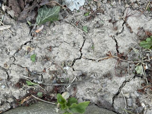 Dry, cracked soil with small weeds and scattered leaves along a rough, rocky surface.