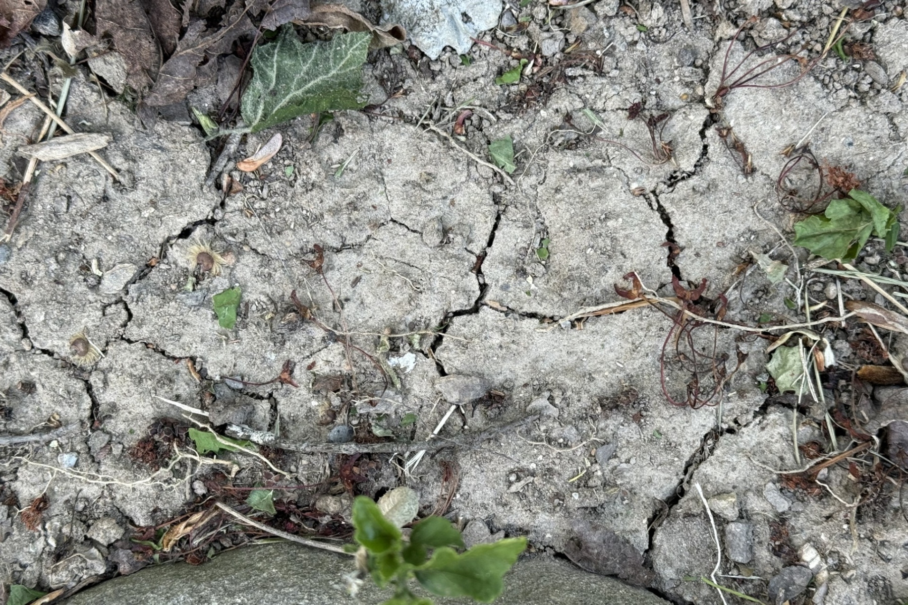 Dry, cracked soil with small weeds and scattered leaves along a rough, rocky surface.