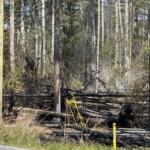 Charred fallen logs and smoldering brush in a forest, with yellow caution tape and a roadside marker in view.