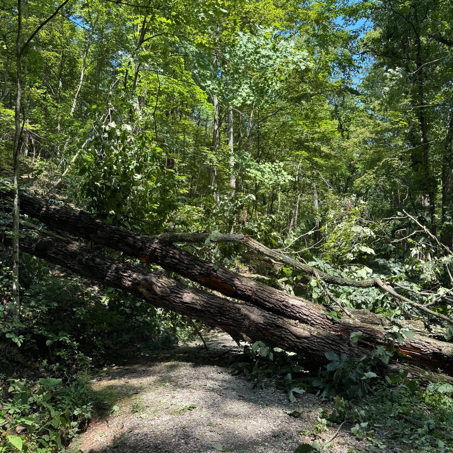 Forest path blocked by a large fallen tree trunk across a sunlit, leafy trail.