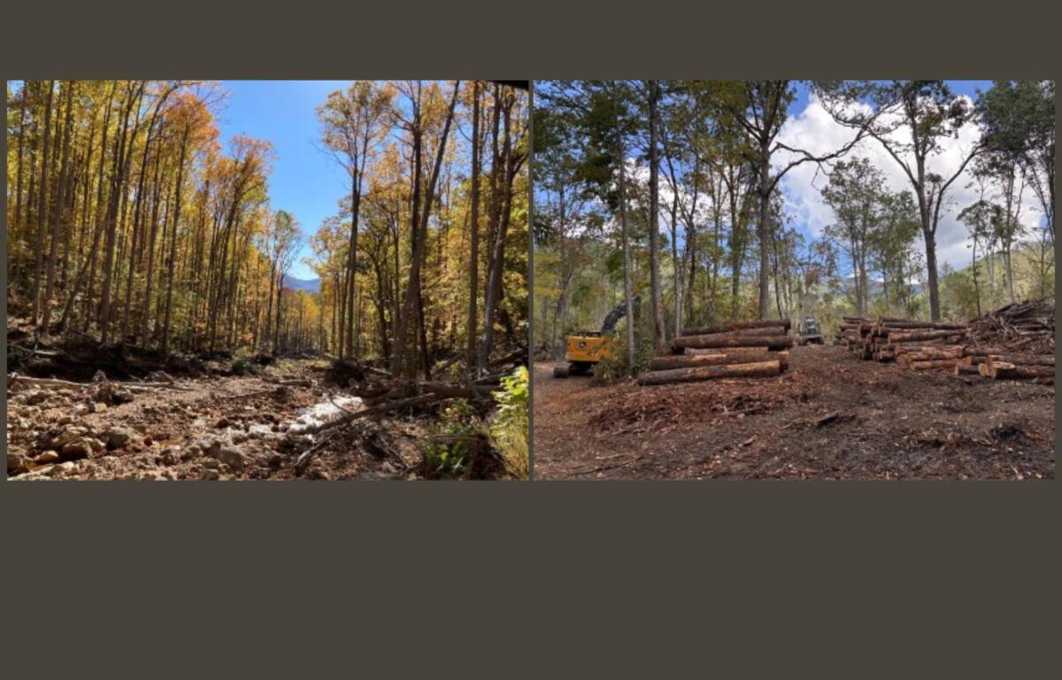 Big Ivy and Shope Creek Progress