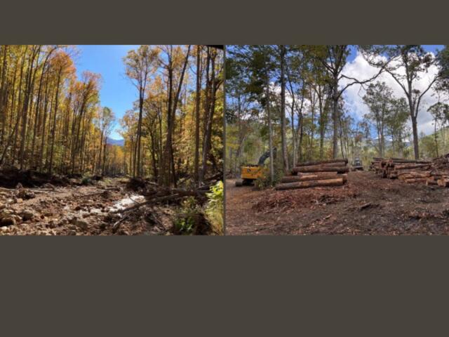 Big Ivy and Shope Creek Progress