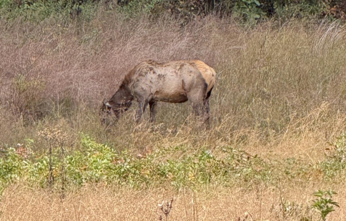 Light brown camel standing and grazing in a dry, grassy field with sparse shrubs.