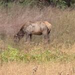 Light brown camel standing and grazing in a dry, grassy field with sparse shrubs.