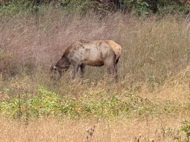 Light brown camel standing and grazing in a dry, grassy field with sparse shrubs.