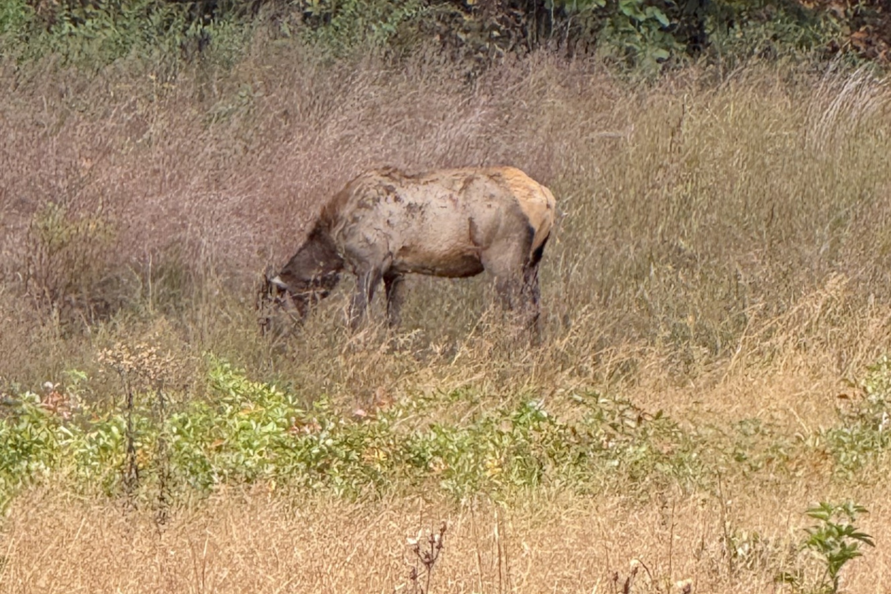 Light brown camel standing and grazing in a dry, grassy field with sparse shrubs.