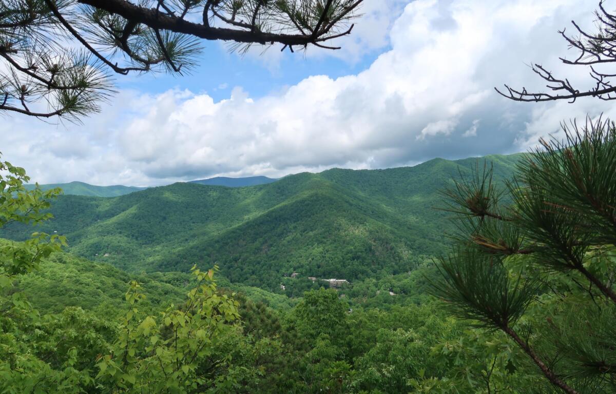 Mountain valley with green forest, rolling hills, and a blue sky framed by pine branches in the foreground.