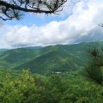 Mountain valley with green forest, rolling hills, and a blue sky framed by pine branches in the foreground.