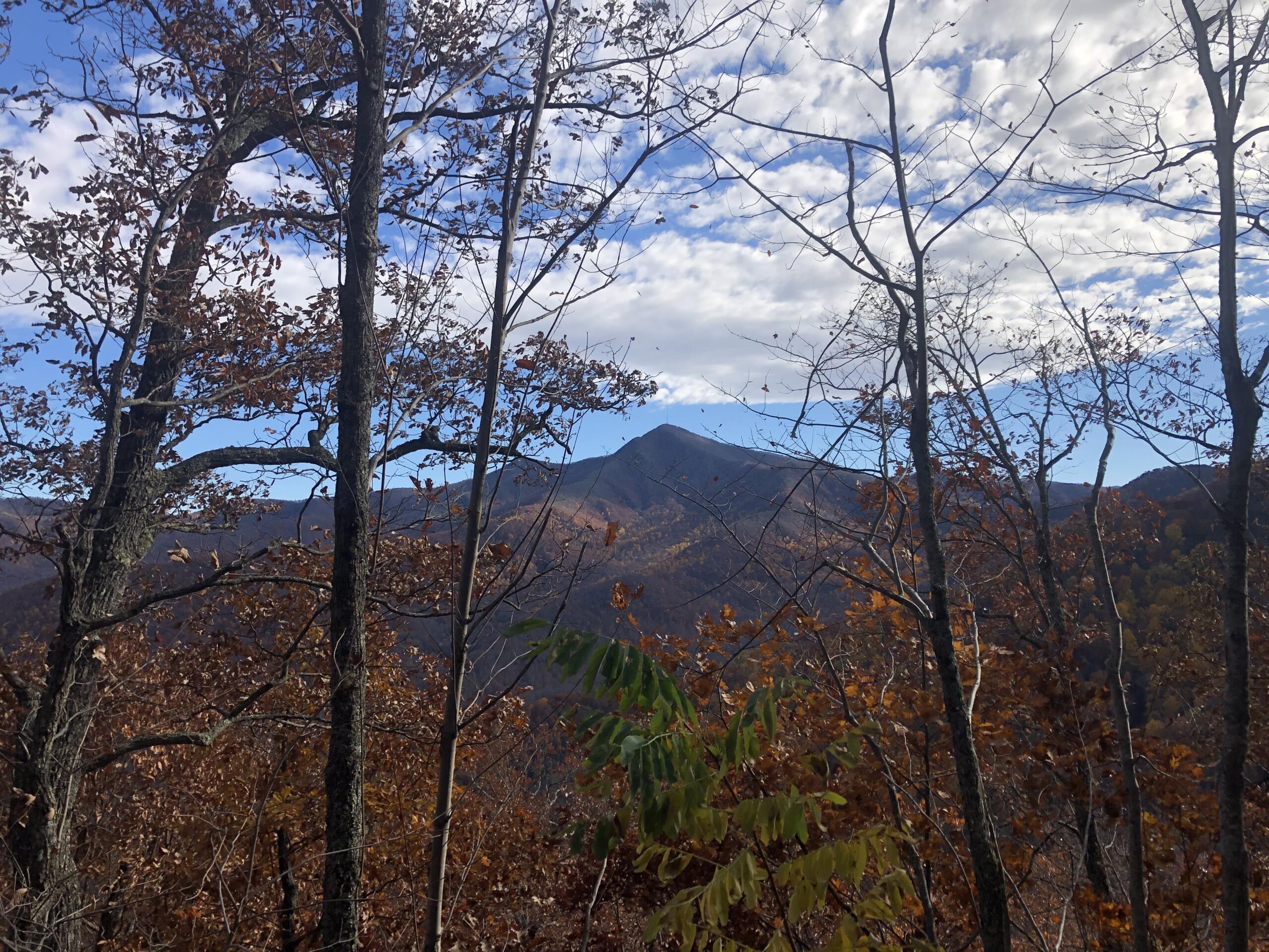 Autumn forest with bare trees, brown leaves, and distant mountains under a partly cloudy blue sky.